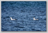 Herring gulls