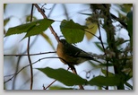 Ruby-crowned Kinglet