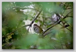 Hermit Thrush