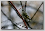 Golden-crowned Kinglet