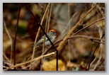 Golden-crowned Kinglet