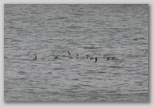 Dunlin flock flying low over the river