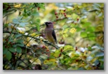 Cedar Waxwing