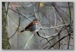 Fox Sparrow