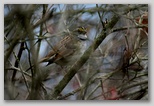 White-thoated Sparrow