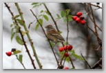 American Tree Sparrow