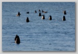 Canada Geese feeding