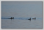 American Coots