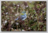 Northern Parula