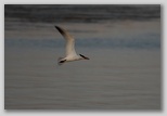 Caspian Tern