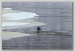 Hooded Merganser