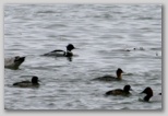 Red-breasted Merganser, with scaup and canvasback