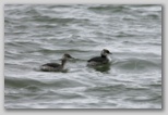 Horned Grebe