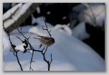 Common Redpoll