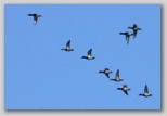 Ring-necked Duck