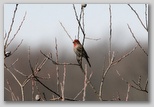 House Finch