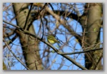 Blue-headed Vireo