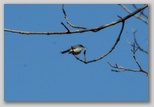 Blue-grey Gnatcatcher