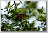 Winter Wren