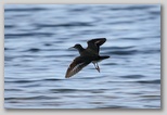 Spotted Sandpiper