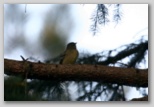 Yellow-bellied Flycatcher