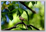 American Redstart, female