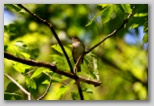 Red-eyed Vireo