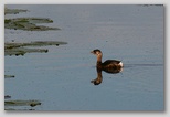 Pied-billed grebe