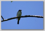 Alder Flycatcher