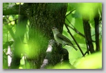 Red-eyed Vireo