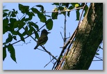 Great-crested Flycatcher