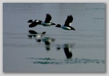 Common goldeneye