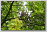 Yellow-billed Cuckoo