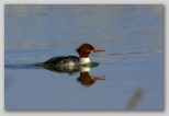 Common merganser