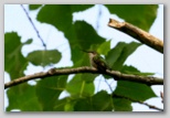 Ruby-throated Hummingbird