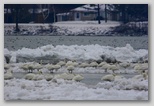 Tundra swan