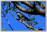 Yellow-rumped warbler