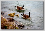 Canada geese with goslings