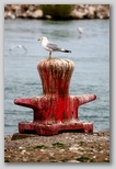 Ring-billed gull