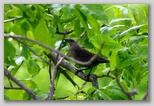 Brown-headed cowbird (female)