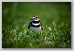 Killdeer