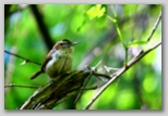 Carolina wren