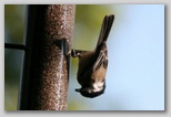 Black-capped Chickadee