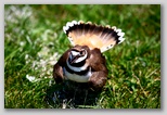 Killdeer displaying