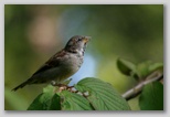 House sparrow