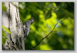 Red-bellied woodpecker (female)