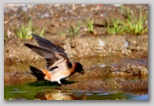 Cliff swallow collecting mud