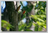 Red-bellied woodpecker (male)