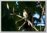 Eastern wood peewee