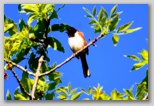 Eastern towhee